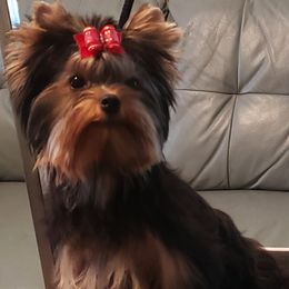 Yorkshire Terriers from Rick Buterbaugh's Yorkshire Terriers