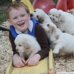 Clumber Spaniel and Irish Red and White Setter Puppies from NyaStar & Chequamegon