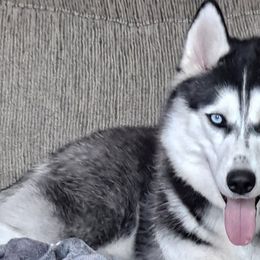 Kiki - Black and white Siberian Husky puppy in Des Moines, Iowa from Husky Ranch