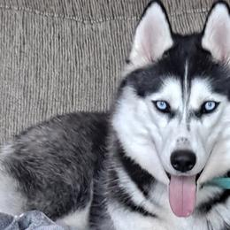 Kiki - Black and white Siberian Husky puppy in Des Moines, Iowa from Husky Ranch