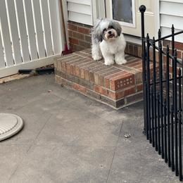 Havanese puppies from Sunsation Havanese