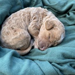 Tootles - Parti male Goldendoodle puppy in Pittsburg, Texas from Peachy Pine Goldendoodles
