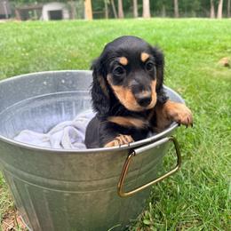 Rooster - Black and tan male Dachshund puppy in Crossville, Tennessee from Golden Mini Farm