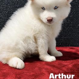 Arthur - Red and white male Pomsky puppy in Winston, Oregon from Arctic Tails Spitz
