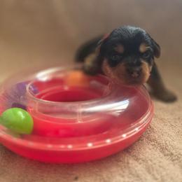 Girl Red - Black and gold female Yorkshire Terrier puppy in St. Louis, Missouri from Yorkieville - Shih Tzu Nation