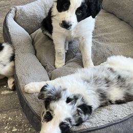 Border Collie Puppies from Roaring River Border Collies