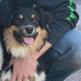 Bera - Australian Shepherd