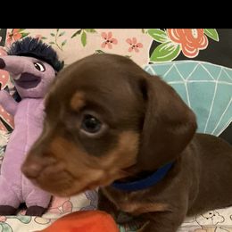 Dachshund Puppies from Rock Island Miniature Dachshunds