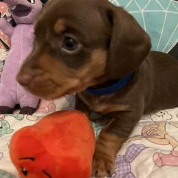 Dachshund Puppies from Rock Island Miniature Dachshunds