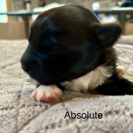Absolute de La Rive - Black male Pyrenean Shepherd puppy in Ripley, Ohio from La Rive Pyr Sheps LLC