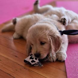 Goldendoodle, Golden Retriever, and Poodle Puppies from Oregon's Oodles of poodles & doodles