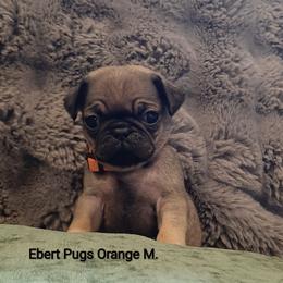 Fawn Male 1 - Fawn male Pug puppy in Saint Helens, Oregon from Ebert Golden Retrievers & Pugs