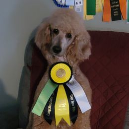 Alina - Poodle