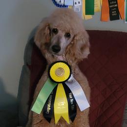 Alina - Poodle