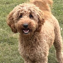 Milly - Goldendoodle