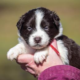 Red girl - Red & white female Australian Shepherd puppy in Clarkrange, Tennessee from Vom Wolff