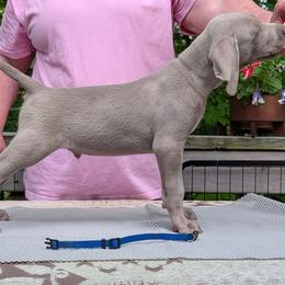 Carl - Silver gray male Weimaraner puppy in Evart, Michigan from Drehbar Weimaraners