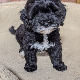 Australian Labradoodle Puppies from Llewellyn's Grove Labradoodles