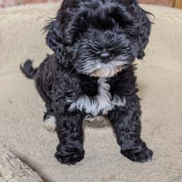 Australian Labradoodle Puppies from Llewellyn's Grove Labradoodles