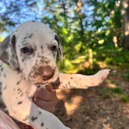 Mint(LUA) - White and liver brown male Dalmatian puppy in Wilson, North Carolina from New Horizonz Dalmatians