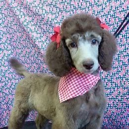 Poodle Puppies from Rising Star Kennel