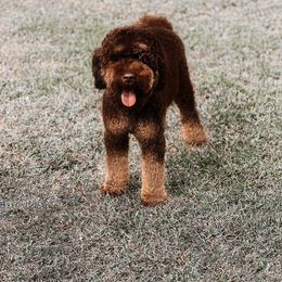 Bayou Bengal - Australian Labradoodle