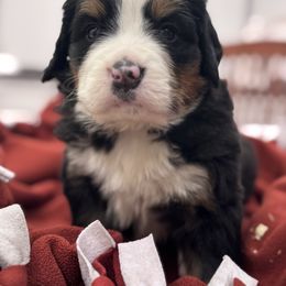 Lightening - Black rust and white male Bernese Mountain Dog puppy in Enterprise, Utah from High Desert Bernese