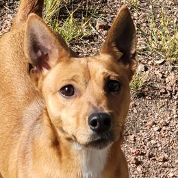 Henri - White and red Rat Terrier puppy in Divide, Colorado from Outlaw Farm and Kennel