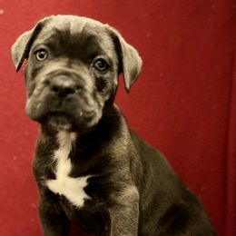 Cane Corso Puppies from River Bluff Cane Corsos