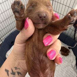 Goldendoodle Puppies from Golden doodle love 💕