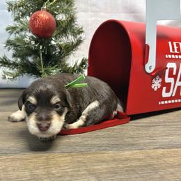 Andros - Liver male Miniature Schnauzer puppy in Huntington, Utah from Schnauzers on Robinson Lane