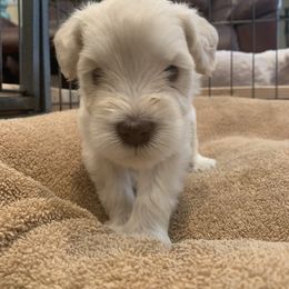 Miniature Schnauzer Puppies from Magnolia Schnauzers