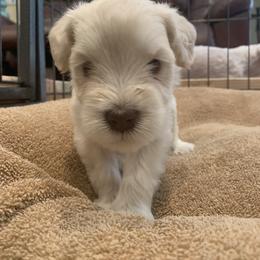 Miniature Schnauzer Puppies from Magnolia Schnauzers