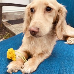 Dachshunds from Creme of the Crop Dachshunds