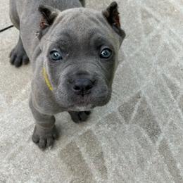 Girl 3 - Gray female Cane Corso puppy in Ocala, Florida from High Royal Kennel
