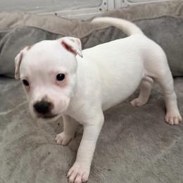 Cotton - White male Staffordshire Bull Terrier puppy in Port Saint Lucie, Florida from Southern Staffies