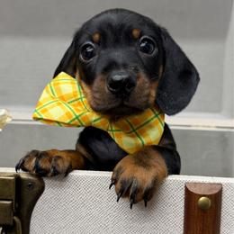 Shadow - Black and tan male Dachshund puppy in Leoma, Tennessee from Southbound Kennel