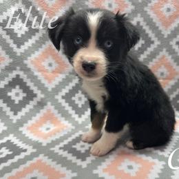 Coal - Black & white male Miniature Australian Shepherd puppy in Corpus Christi, Texas from Elite Miniature Australian Shepherds