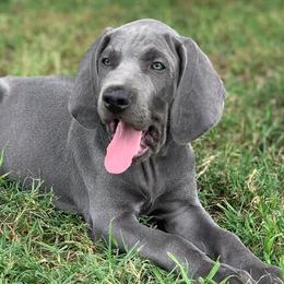 Weimaraners from n/a