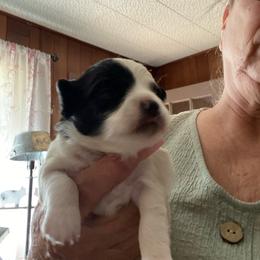Jose - Black and white male Chihuahua puppy in Red Bluff, California from Aye Chihuahua