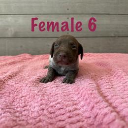 Reba - Liver roan female German Shorthaired Pointer puppy in Axton, Virginia from Red Clay Kennels