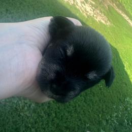 Girl 6 - Black female Miniature Schnauzer puppy in West Point, Nebraska from Canyon Rose Schnauzers