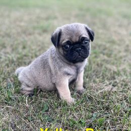 Boy 4 - Pug puppy in Rushmore, Minnesota from Love of Pugs