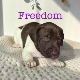 Freedom - Liver and white female German Shorthaired Pointer puppy in Polk City, Florida from Yates’ GSP