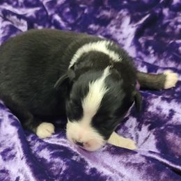 "Ready December 21st" Toy Australian Shepherd Puppies from Casual Country