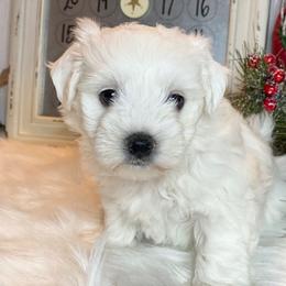 Cavapoo and Coton de Tulear Puppies from Big Gulch Puppies