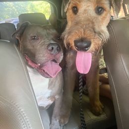 Airedale Terrier Puppies from Cool Hand Luke Kennels