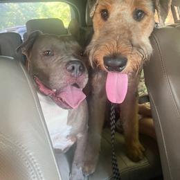 Airedale Terrier Puppies from Cool Hand Luke Kennels