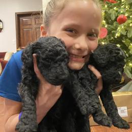 Poodle Puppies from D and D Standard Poodles