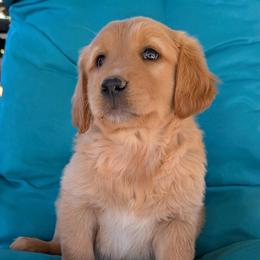 Boy 9 - Dark golden male Golden Retriever puppy in Parker, Colorado from Legacy Ranch Golden Retrievers